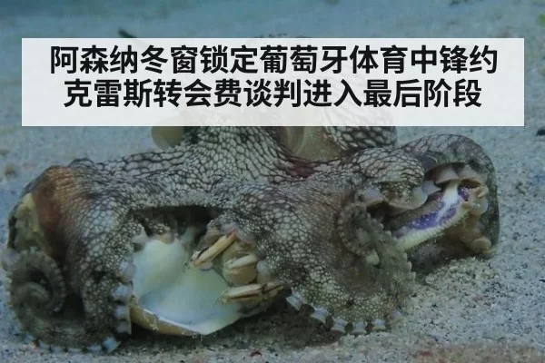 阿森纳冬窗锁定葡萄牙体育中锋约克雷斯转会费谈判进入最后阶段