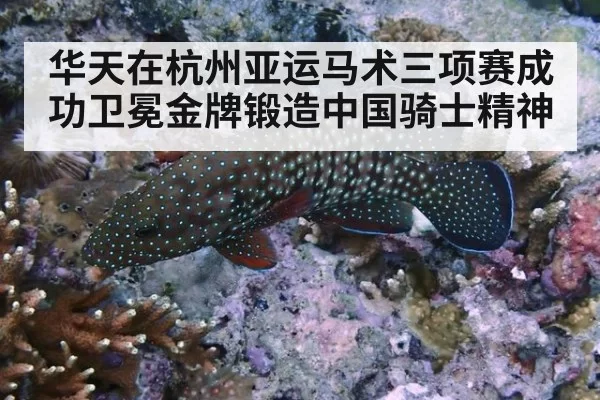 华天在杭州亚运马术三项赛成功卫冕金牌锻造中国骑士精神
